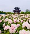 盛世牡丹真国色，百万奥铃开新篇，奥铃Pro闪耀齐鲁大地